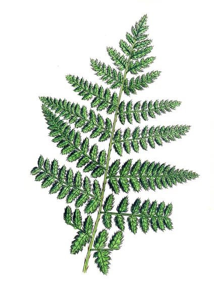 Illustration Fern Ferns Fern Allies Wakefield Its Neighbourhood 1862 — Stock Photo, Image