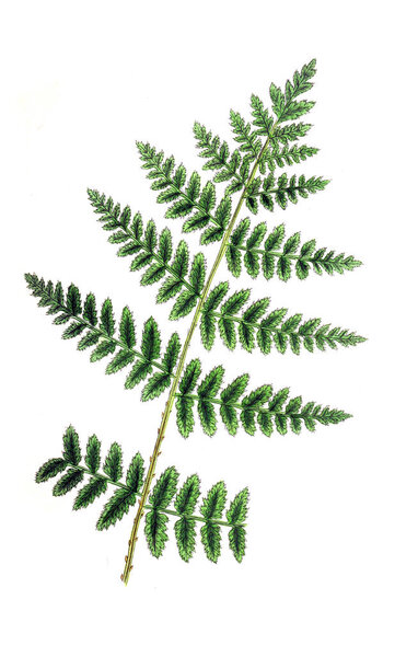 Illustration of a fern. The ferns and fern allies of Wakefield and its neighbourhood 1862