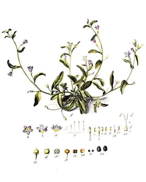 Illustration Plantes Botanische Abhandlungen Und Beobachtungen 1787 — Photo