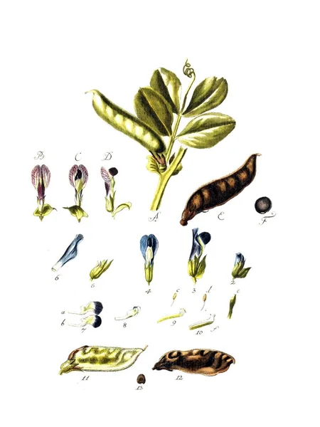 Illustrazione Delle Piante Botanische Abhandlungen Und Beobachtungen 1787 — Foto Stock