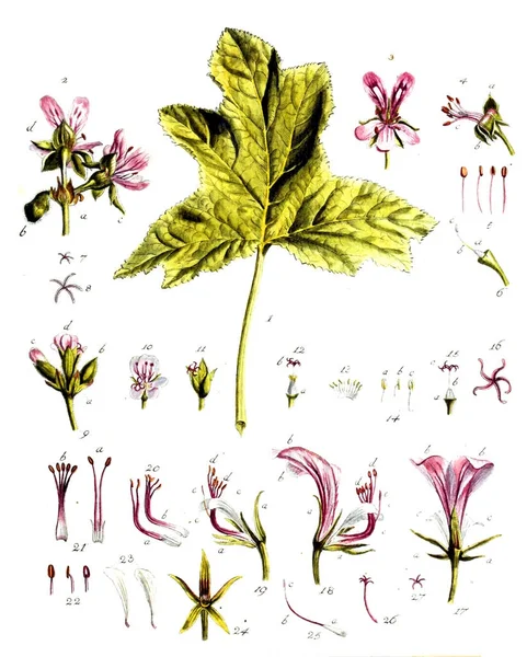 Ілюстрації Рослин Botanische Abhandlungen Und Beobachtungen 1787 — стокове фото