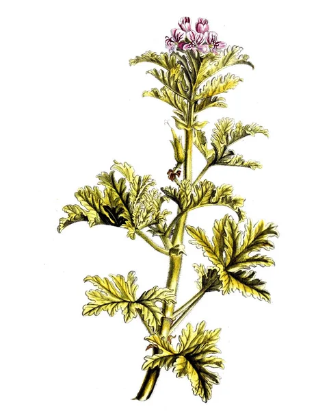 Illustrazione Delle Piante Botanische Abhandlungen Und Beobachtungen 1787 — Foto Stock