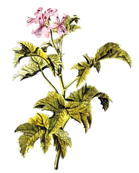 Ilustración Plantas Botanische Abhandlungen Und Beobachtungen 1787 —  Fotos de Stock