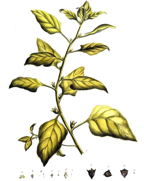 植物的图解 Botanische Abhandlungen Und Beobachtungen 1787年 — 图库照片
