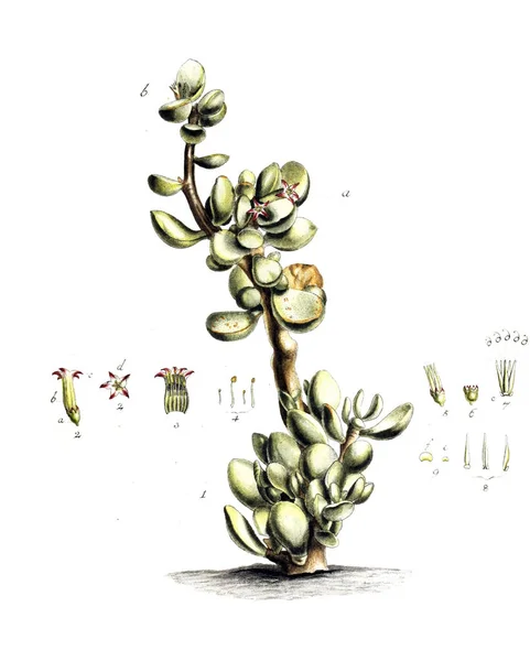 植物のイラスト Botanische Abhandlungen Und Beobachtungen 1787 — ストック写真