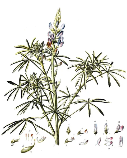 植物的图解 Botanische Abhandlungen Und Beobachtungen 1787年 — 图库照片