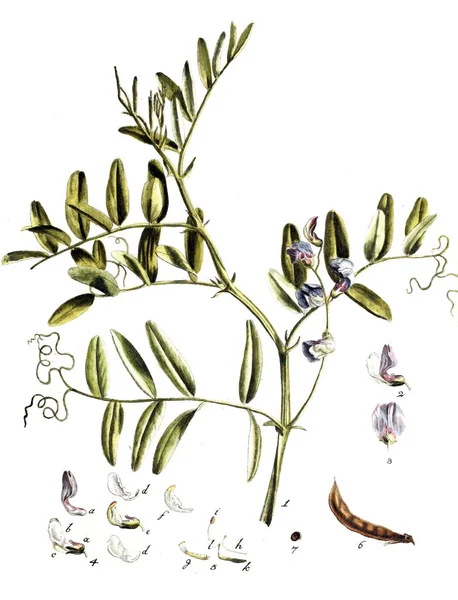 Illustration Växter Botanische Abhandlungen Und Beobachtungen 1787 — Stockfoto