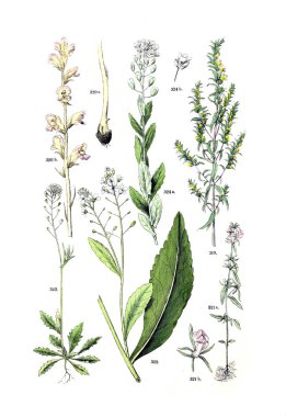 Bitki çizimi. Pflanzen-Atlas nach dem Linne'schen sistem 1881