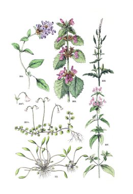 Bitki çizimi. Pflanzen-Atlas nach dem Linne'schen sistem 1881