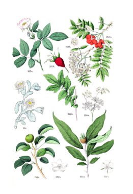 Bitki çizimi. Pflanzen-Atlas nach dem Linne'schen sistem 1881