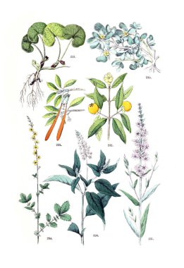 Bitki çizimi. Pflanzen-Atlas nach dem Linne'schen sistem 1881