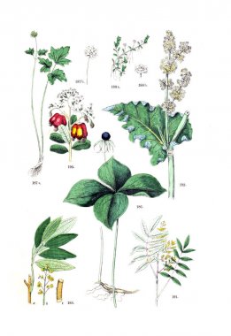 Bitki çizimi. Pflanzen-Atlas nach dem Linne'schen sistem 1881