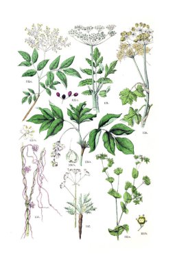 Bitki çizimi. Pflanzen-Atlas nach dem Linne'schen sistem 1881