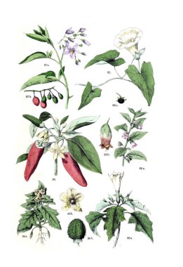 Bitki çizimi. Pflanzen-Atlas nach dem Linne'schen sistem 1881