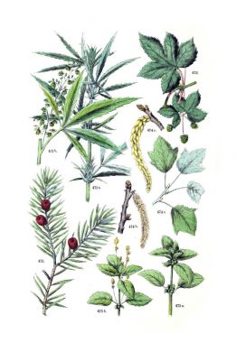 Bitki çizimi. Pflanzen-Atlas nach dem Linne'schen sistem 1881