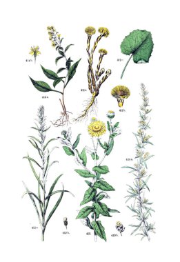 Bitki çizimi. Pflanzen-Atlas nach dem Linne'schen sistem 1881