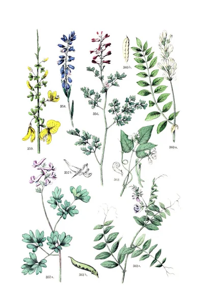 Ilustração Planta Pflanzen Atlas Nach Dem Linne Schen System 1881 — Fotografia de Stock