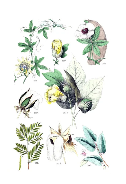 Иллюстрация Завода Pflanzen Atlas Nach Dem Linne Schen System 1881 — стоковое фото