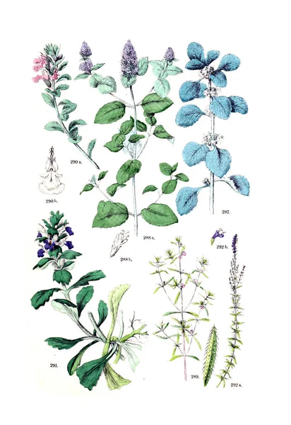 Ábra Növény Pflanzen Atlasz Nach Dem Linne Schen Rendszer 1881 — Stock Fotó