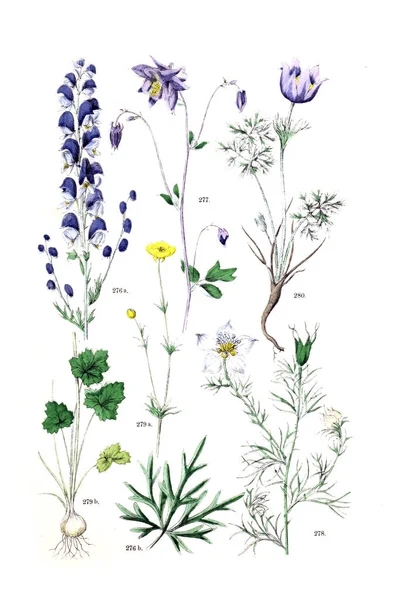 Illustrazione Della Pianta Pflanzen Atlas Nach Dem Linne Schen System — Foto Stock