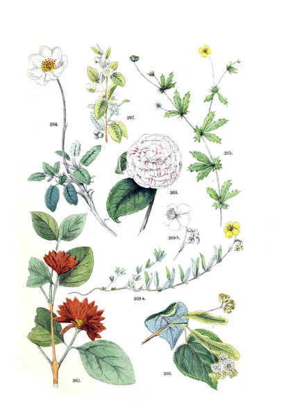 Bitki Çizimi Pflanzen Atlas Nach Dem Linne Schen Sistem 1881 — Stok fotoğraf