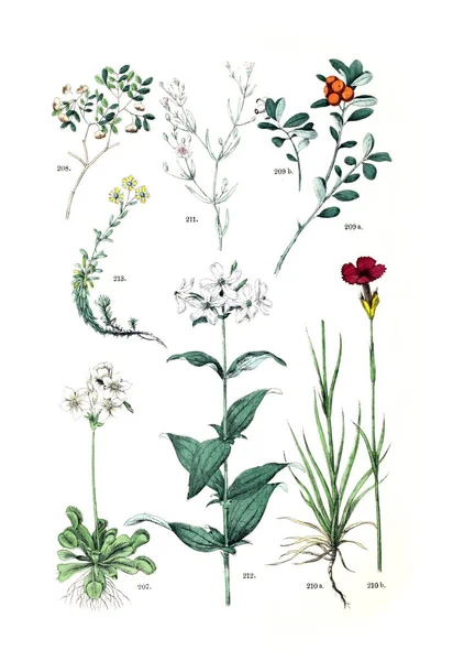Иллюстрация Завода Pflanzen Atlas Nach Dem Linne Schen System 1881 — стоковое фото