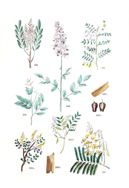 Illustration Plant Pflanzen Atlas Nach Dem Linne Schen System 1881 — Stock Photo, Image