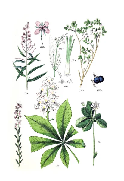 植物的例证 Pflanzen 阿特拉斯 Nach Dem Linne Schen 系统1881 — 图库照片
