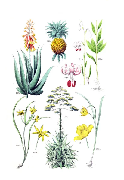 Ilustracja Roślin Pflanzen Atlas Nach Dem Linne Schen System 1881 — Zdjęcie stockowe