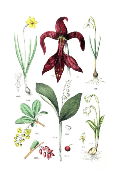Ilustrace Rostliny Pflanzen Atlas Nach Dem Linne Schen Systému 1881 — Stock fotografie