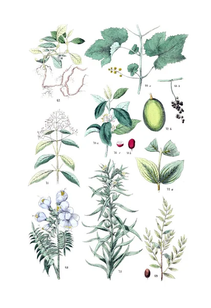 Illustration Plant Pflanzen Atlas Nach Dem Linne Schen System 1881 — Stock Photo, Image