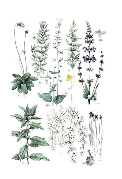 식물의 그림입니다 Pflanzen 아틀라스에 Dem Linne Schen 시스템 1881 — 스톡 사진