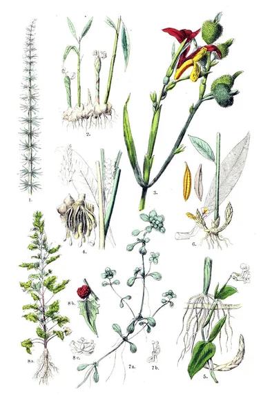 Illustration Der Anlage Pflanzen Atlas Nach Dem Linnen Schen System — Stockfoto