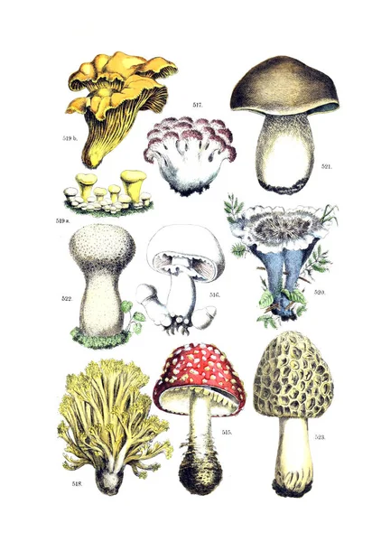 Ilustrace Rostliny Pflanzen Atlas Nach Dem Linne Schen Systému 1881 — Stock fotografie