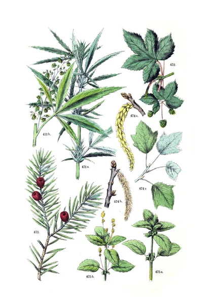 Bitki çizimi. Pflanzen-Atlas nach dem Linne'schen sistem 1881