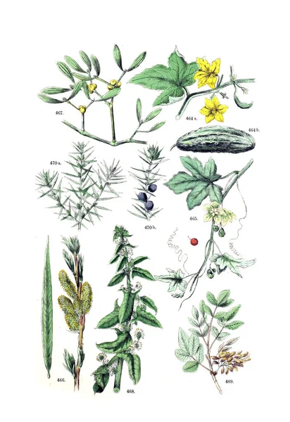 Illustrazione Della Pianta Pflanzen Atlas Nach Dem Linne Schen System — Foto Stock