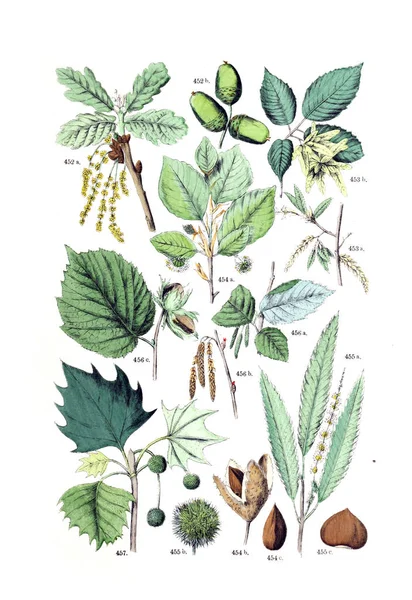 Illustration Plant Pflanzen Atlas Nach Dem Linne Schen System 1881 — Stock Photo, Image