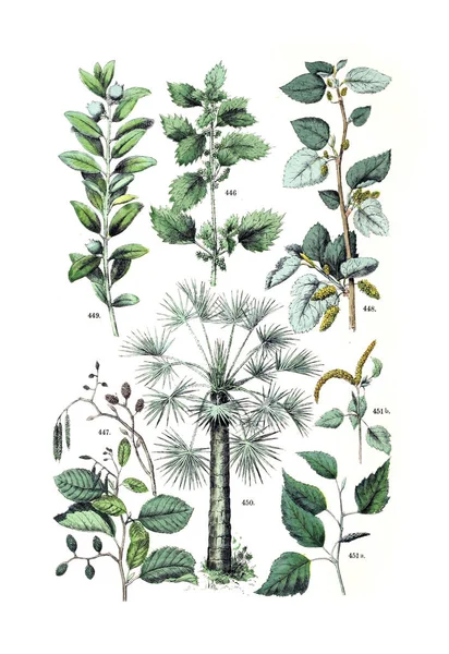 Illustration Plant Pflanzen Atlas Nach Dem Linne Schen System 1881 — Stock Photo, Image