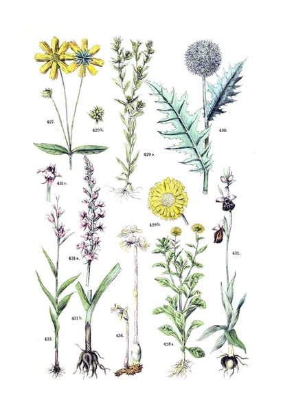 Illustration Anläggningen Pflanzen Atlas Nach Dem Linne Schen System 1881 — Stockfoto