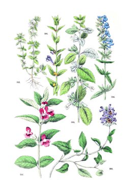 Bitki çizimi. Botanischer bilder-atlas nach De Candolle'nın Naturlichem pflanzensystem 1884