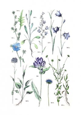 Bitki çizimi. Botanischer bilder-atlas nach De Candolle'nın Naturlichem pflanzensystem 1884