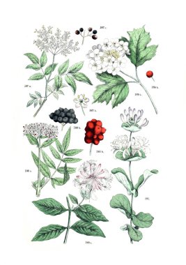 Bitki çizimi. Botanischer bilder-atlas nach De Candolle'nın Naturlichem pflanzensystem 1884
