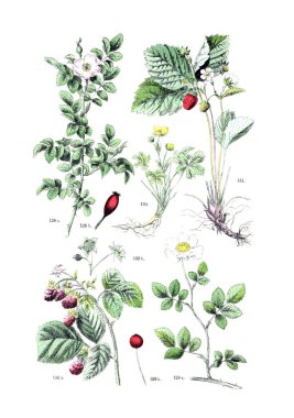 Bitki çizimi. Botanischer bilder-atlas nach De Candolle'nın Naturlichem pflanzensystem 1884