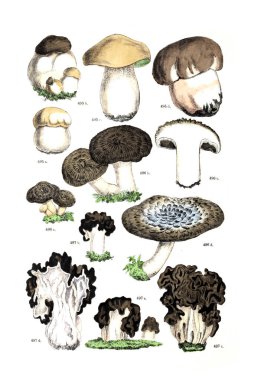 Bitki çizimi. Botanischer bilder-atlas nach De Candolle'nın Naturlichem pflanzensystem 1884