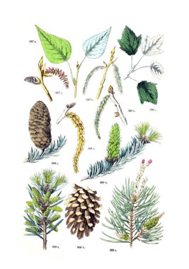 Bitki çizimi. Botanischer bilder-atlas nach De Candolle'nın Naturlichem pflanzensystem 1884