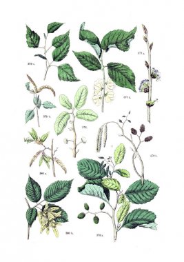 Bitki çizimi. Botanischer bilder-atlas nach De Candolle'nın Naturlichem pflanzensystem 1884