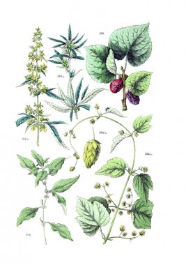 Bitki çizimi. Botanischer bilder-atlas nach De Candolle'nın Naturlichem pflanzensystem 1884