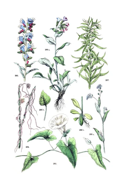 Ábra Növény Botanischer Bilder Atlasz Nach Candolle Botanikus Naturlichem Pflanzensystem — Stock Fotó