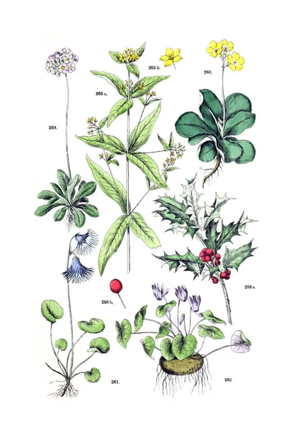 Bitki Çizimi Botanischer Bilder Atlas Nach Candolle Nın Naturlichem Pflanzensystem — Stok fotoğraf