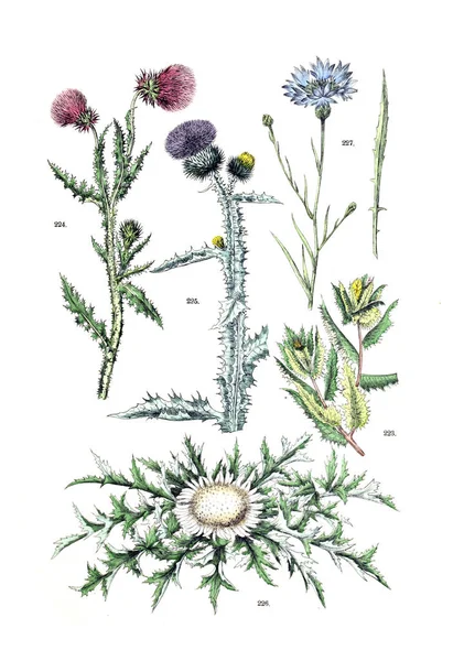 植物的例证 Botanischer Bilder 阿特拉斯 Nach Candolle Naturlichem Pflanzensystem 1884 — 图库照片